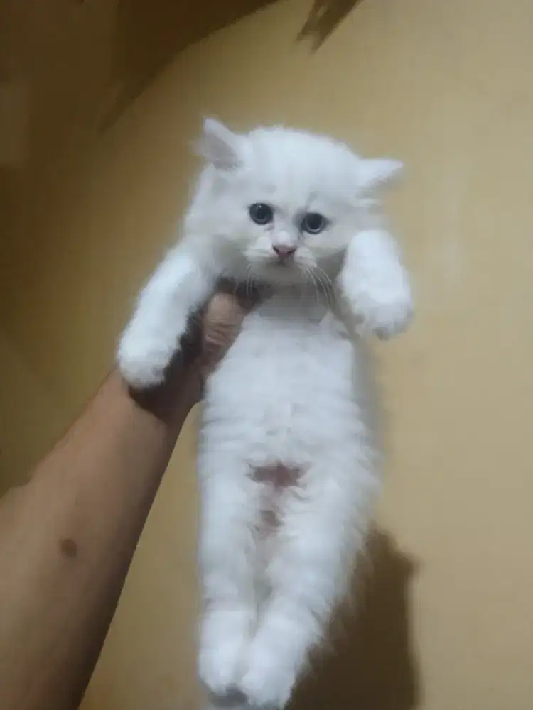 Persia longhair 2 bulan betina