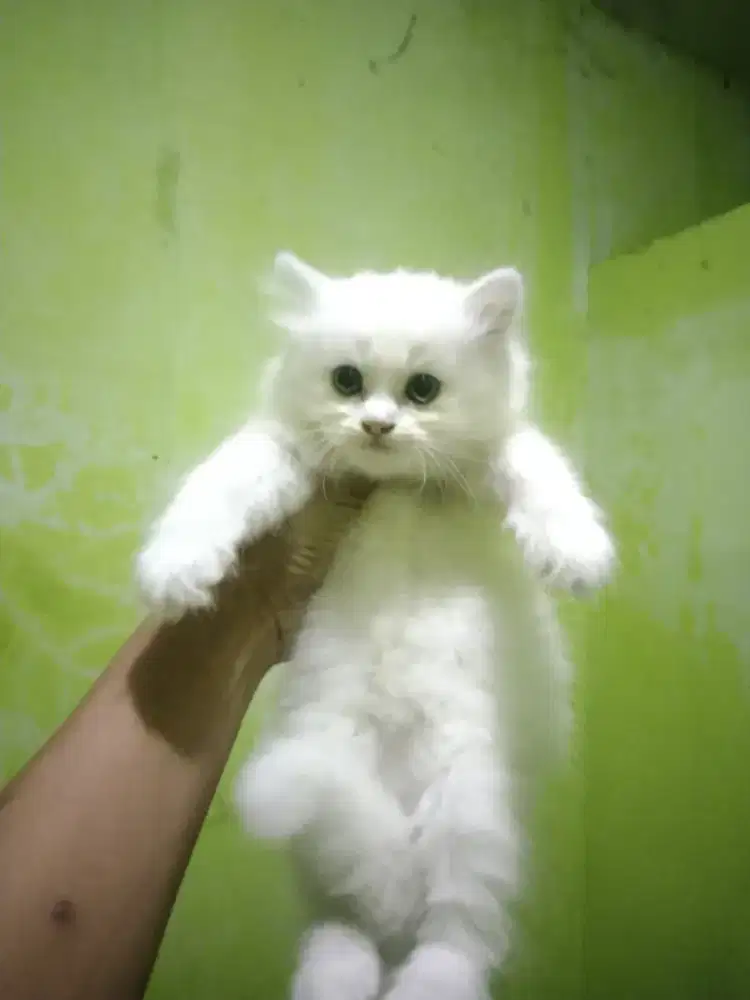 Kucing Persia bulu tebal usia 2 bulan  betina
