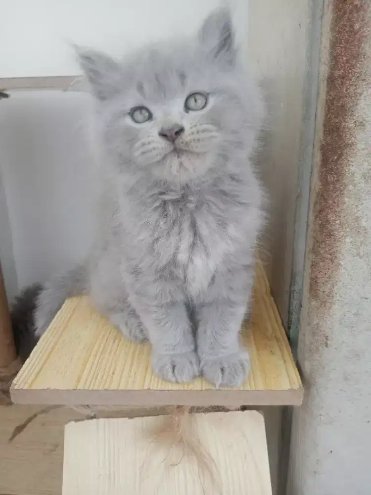 KITTEN PERSIA LONG HAIR