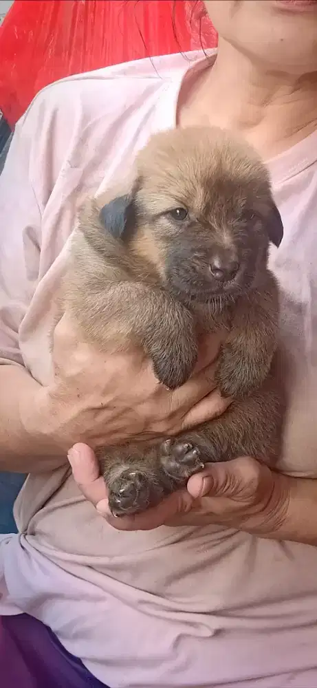 Anak anjing Lucu