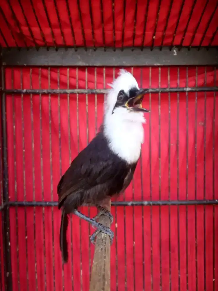 Burung poksy jmbul sumatera