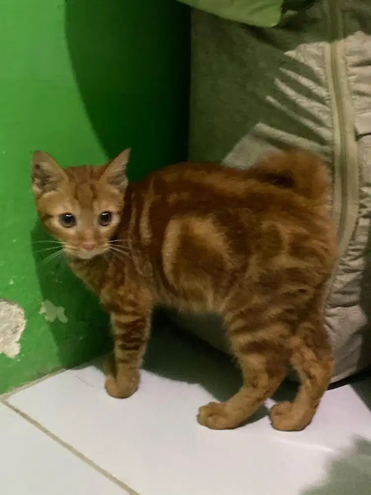 ANAK KUCING ANGGORA MIX