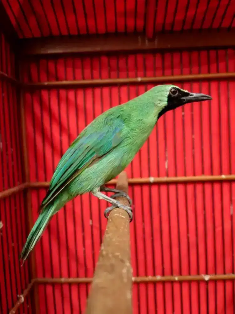 Burung cckjo aceh body besar