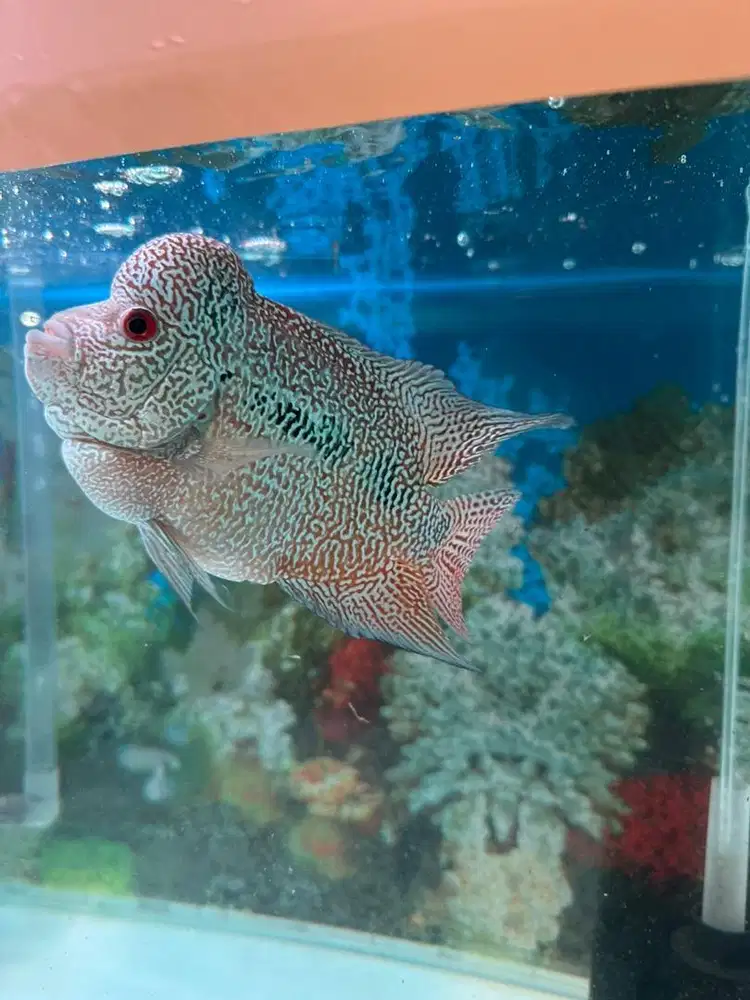 Louhan Cencu Indonesia