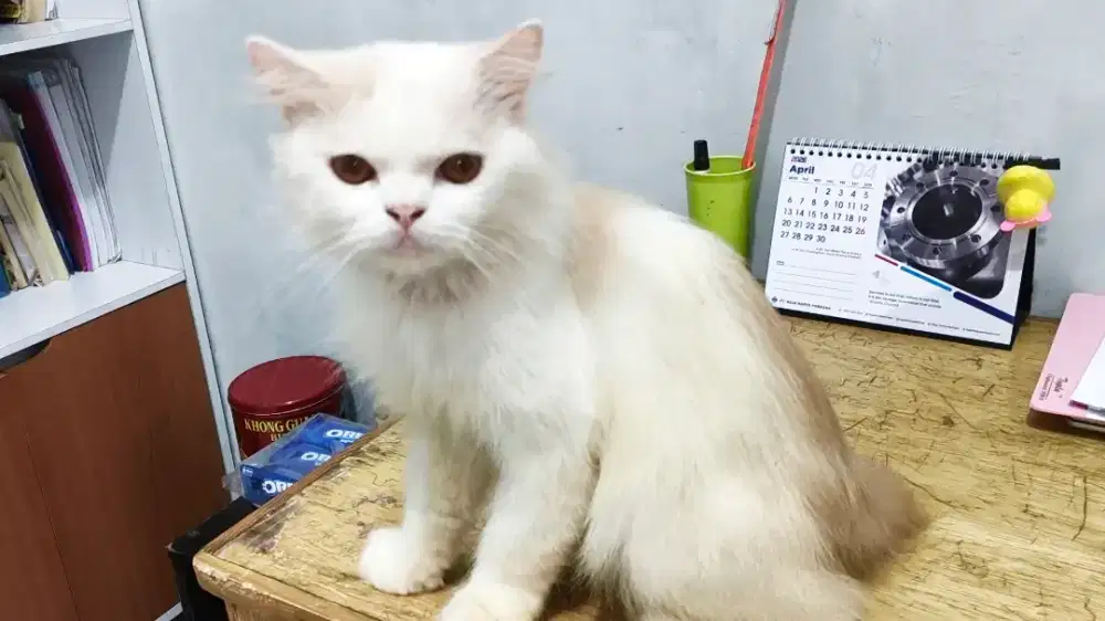 Kucing Persia Jangan Long Hair