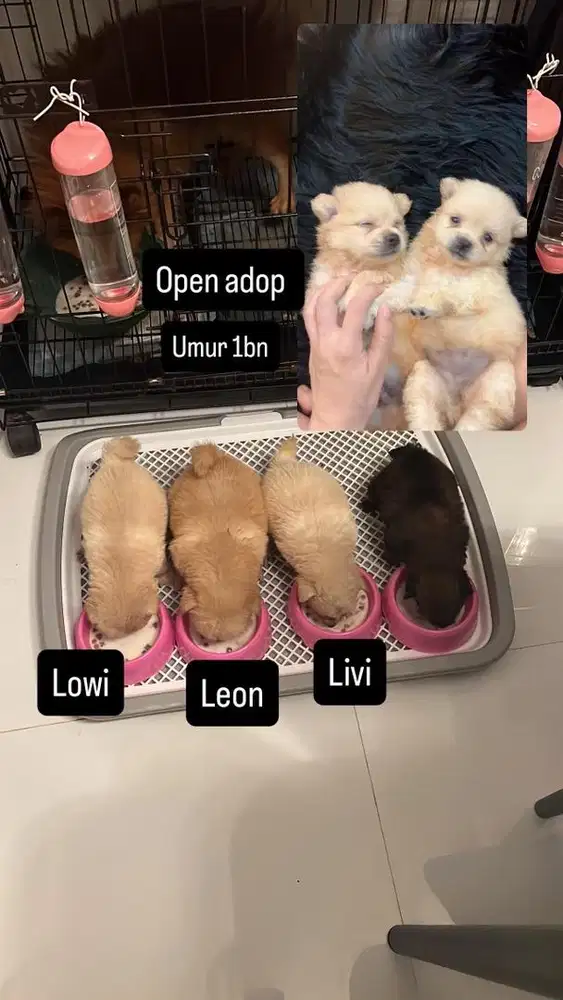 Adop anjing pom umur 1bln