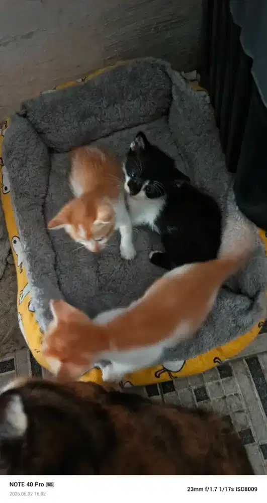 Anak kucing cantik