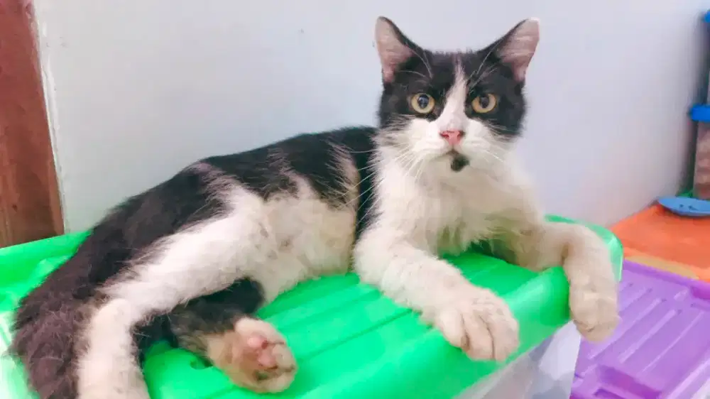 Kucing Jantan Anggora Remaja