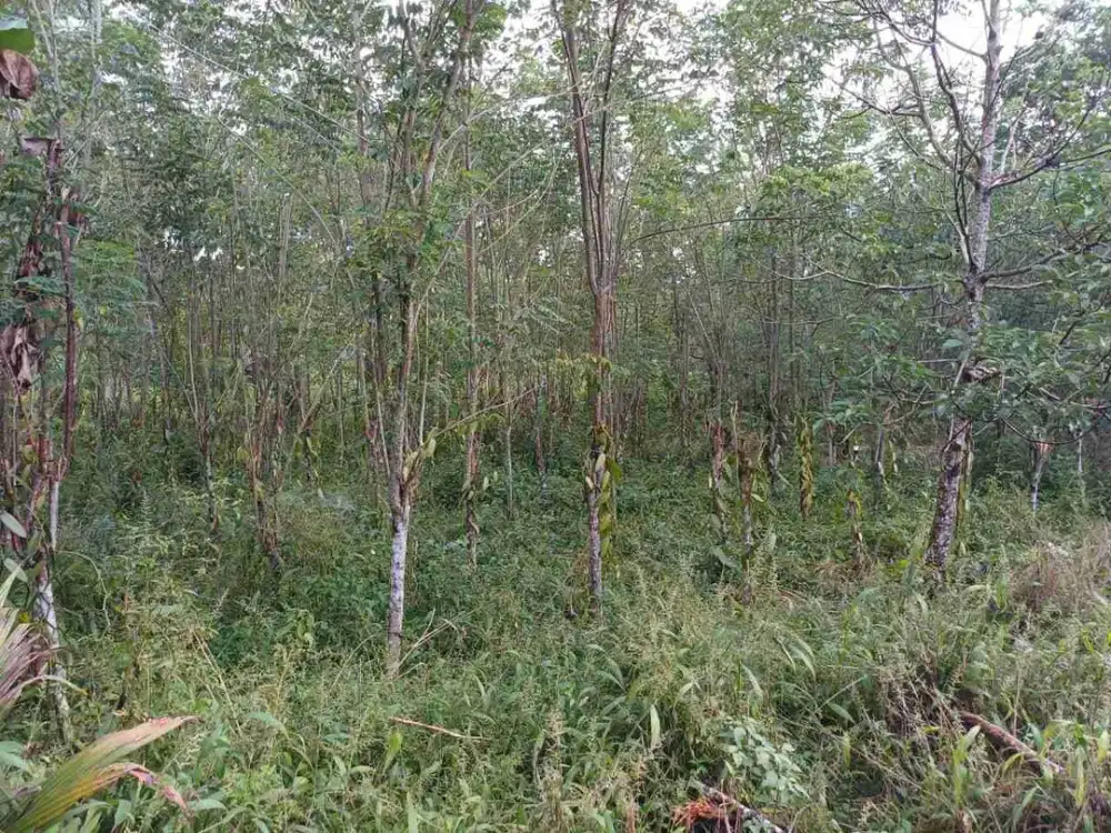 DIJUAL CEPAT TANAH PERKEBUNAN VANILLI DAERAH LEILEM, HARGA SANGAT MURAH