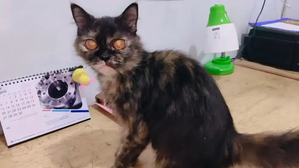 Kucing Betina Persia Tortila