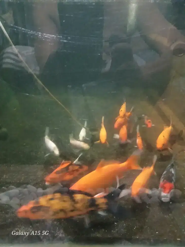 Anakan ikan koi