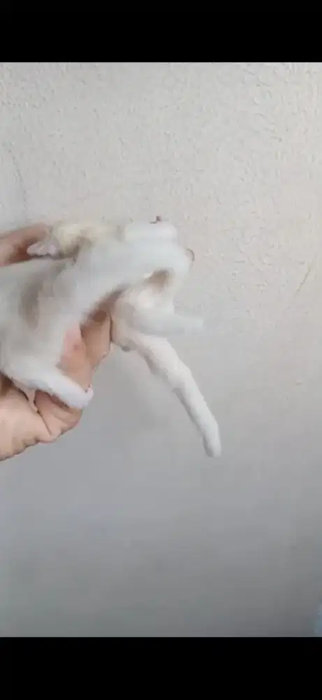 Leu joey sepasang