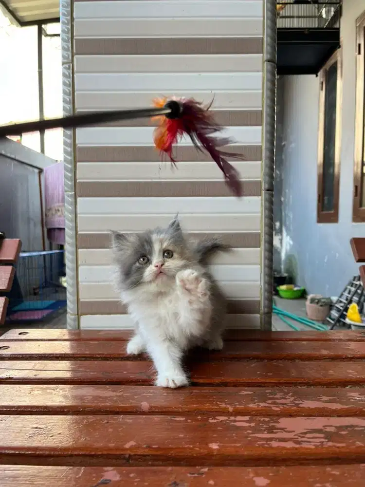 Kucing persia calico delute