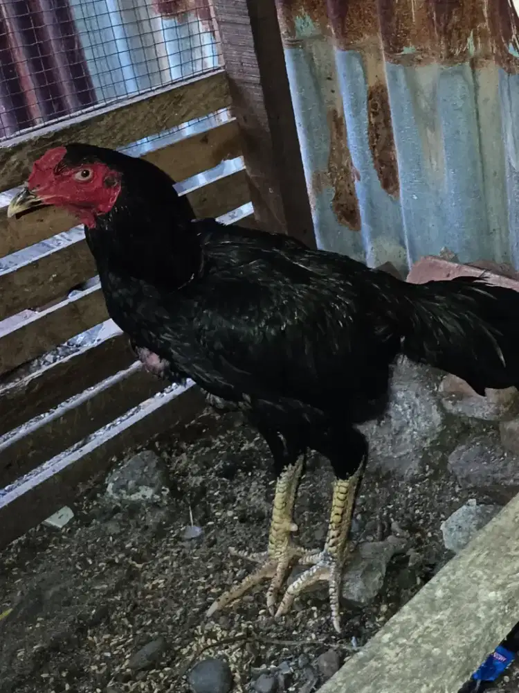 Ayam siam tulang kasar
