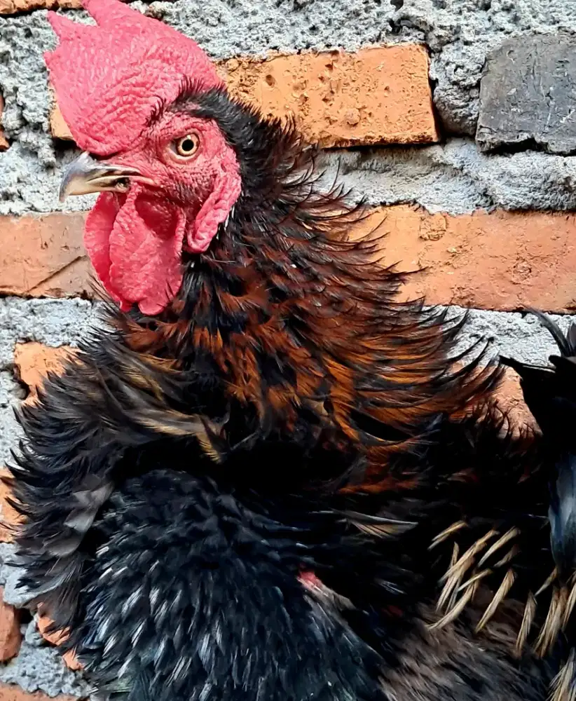 Ayam Jago Kate Walik [Bulu Hias]