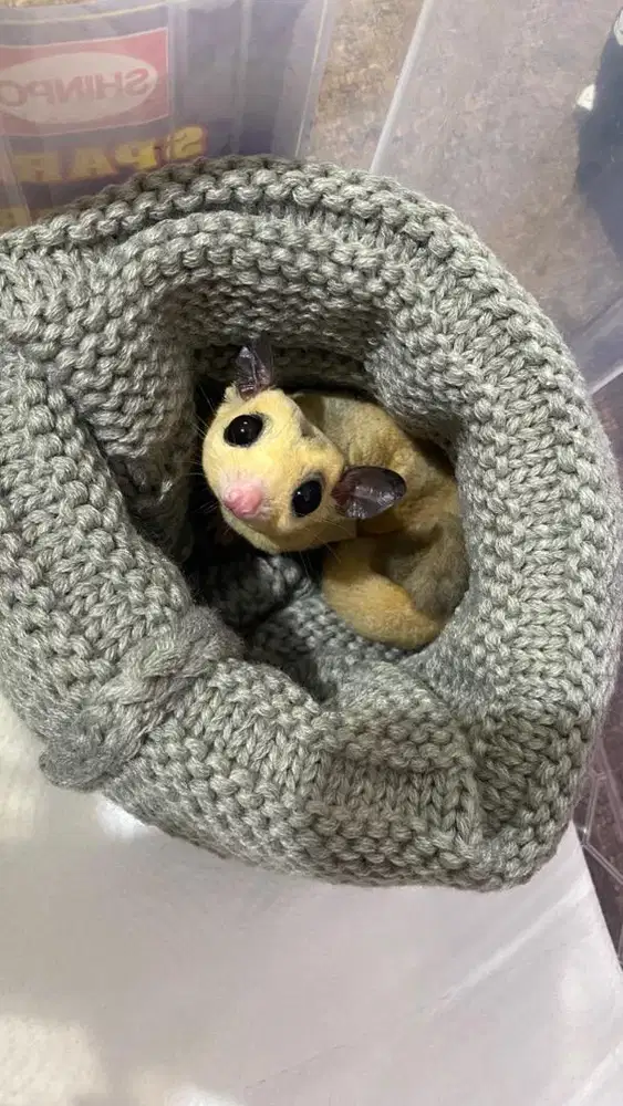Jual Rugi Sugar Glider Mozaik Platinum Jantan Remaja siap kawin