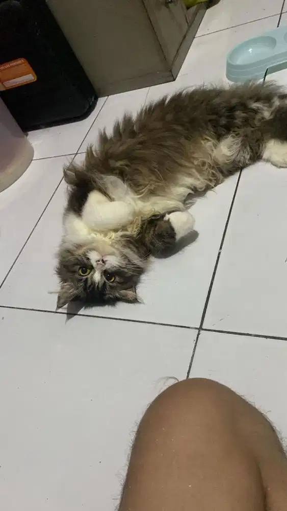 Kucing Persia medium