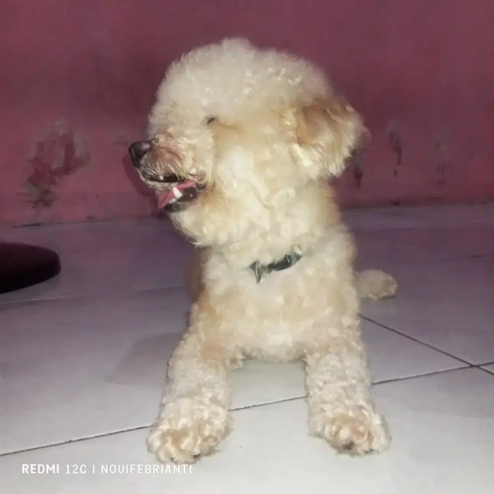 Anjing poodle tayni