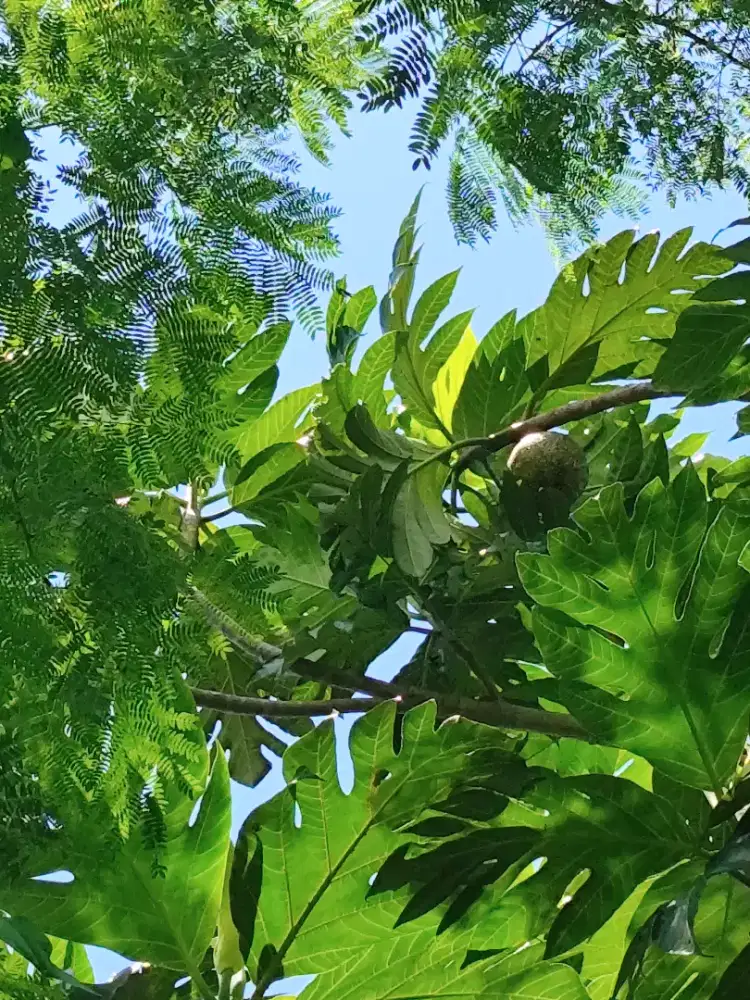 Buah sukun segar