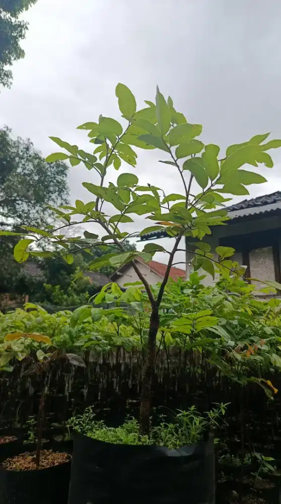 POHON BUAH KELENGKENG MATALADA.SUDAH HASIL OKULASI.
