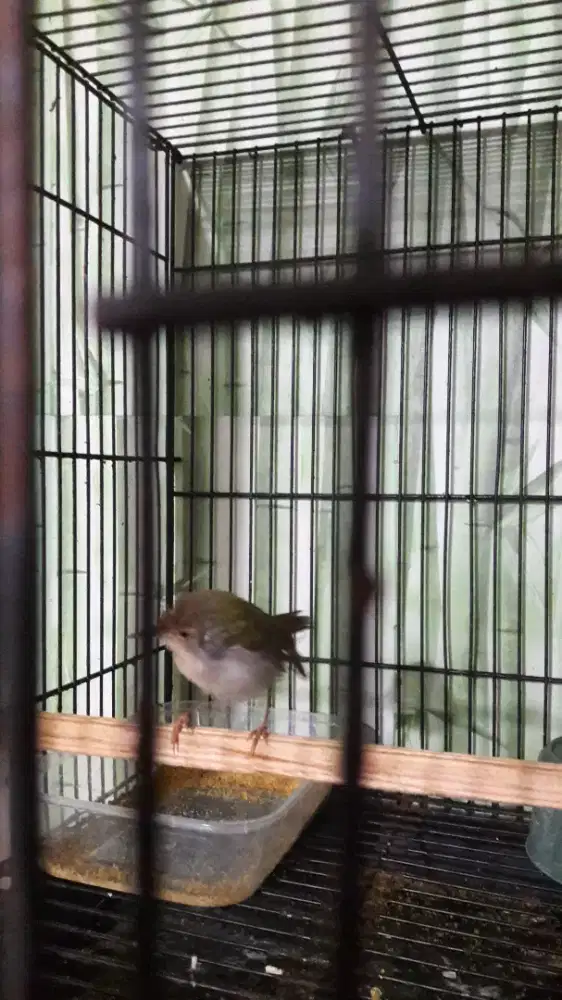 Prenjak bawah purtot berisik