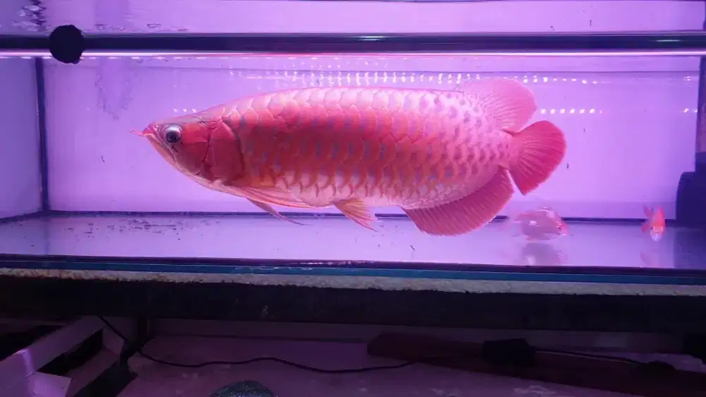 Arwana sr uk 55 cm