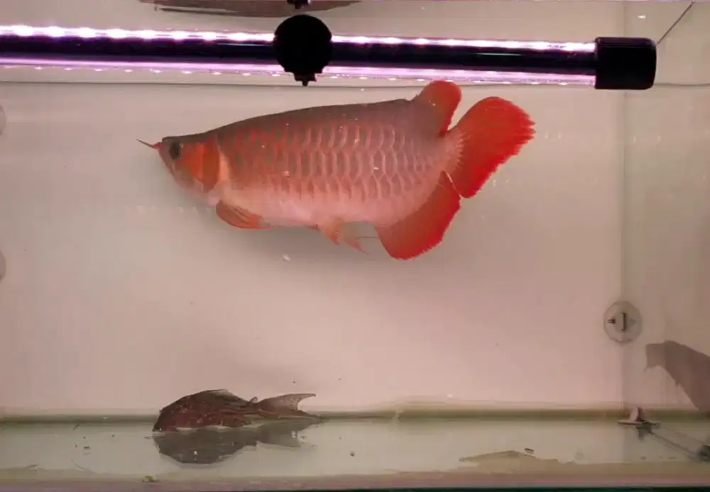 Arwana sr uk 42 cm .