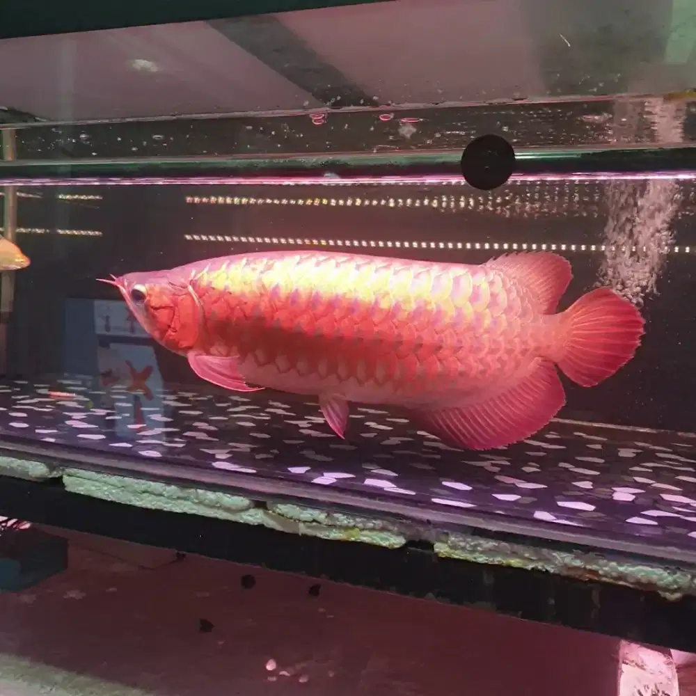 Arwana sr uk 55 cm
