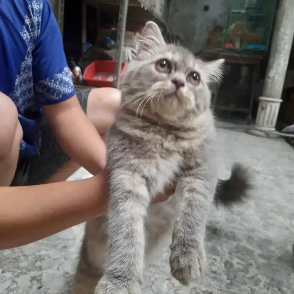 Kucing Persia abu beti