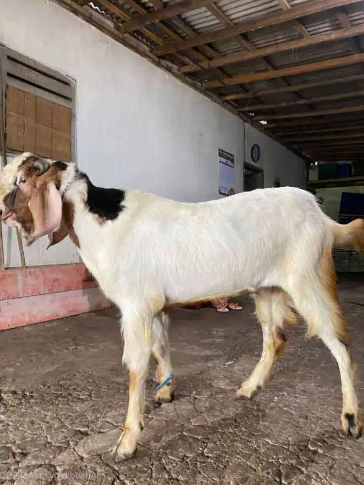 Kambing kurban Postur Tinggi dan Panjang