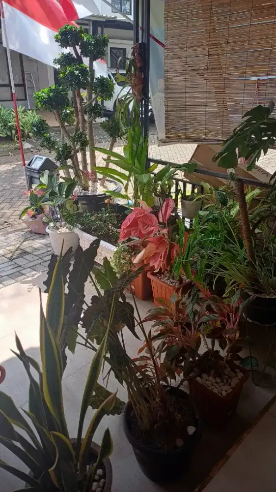 Dibutuhkan segera pengasuh