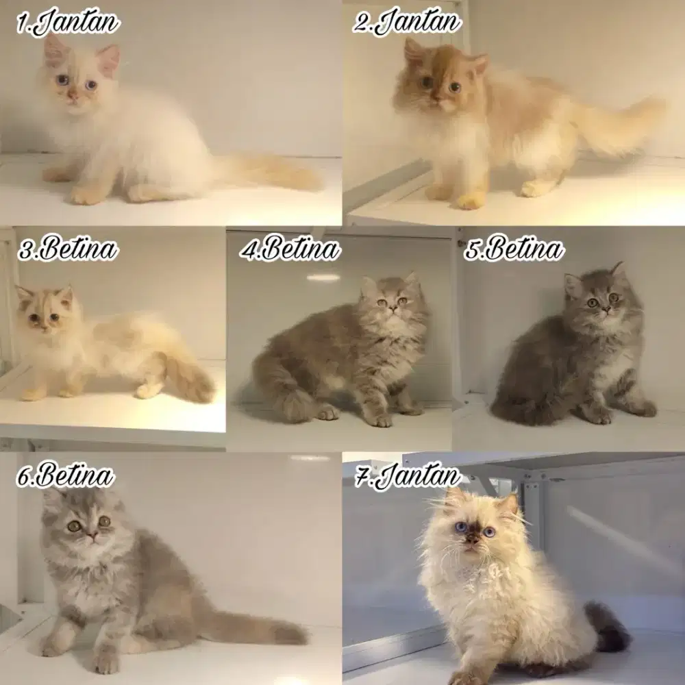kucing kiten anakan anggora persia ragdoll peaknose himalaya mainecoon