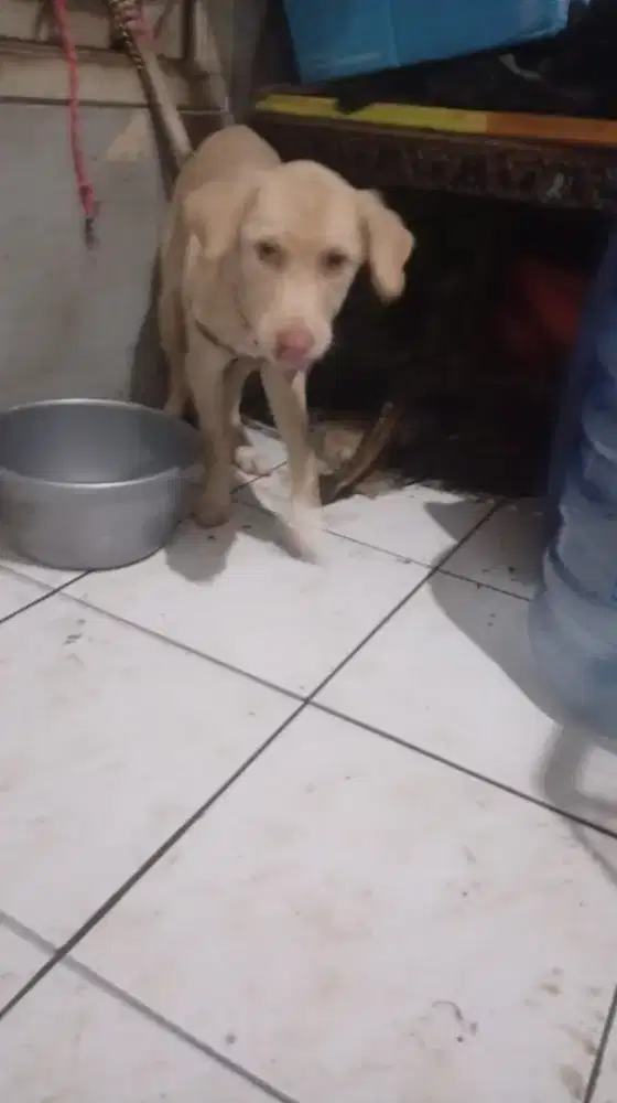 Labrador mix Husky betina 3bln.baik .smart dog mulus .karakter bgs