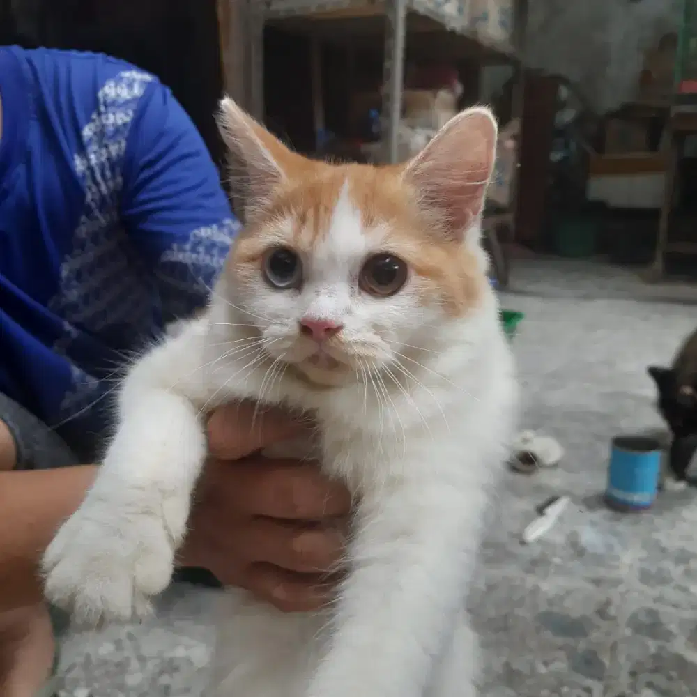 Kucing persia odd eye beti 5bln