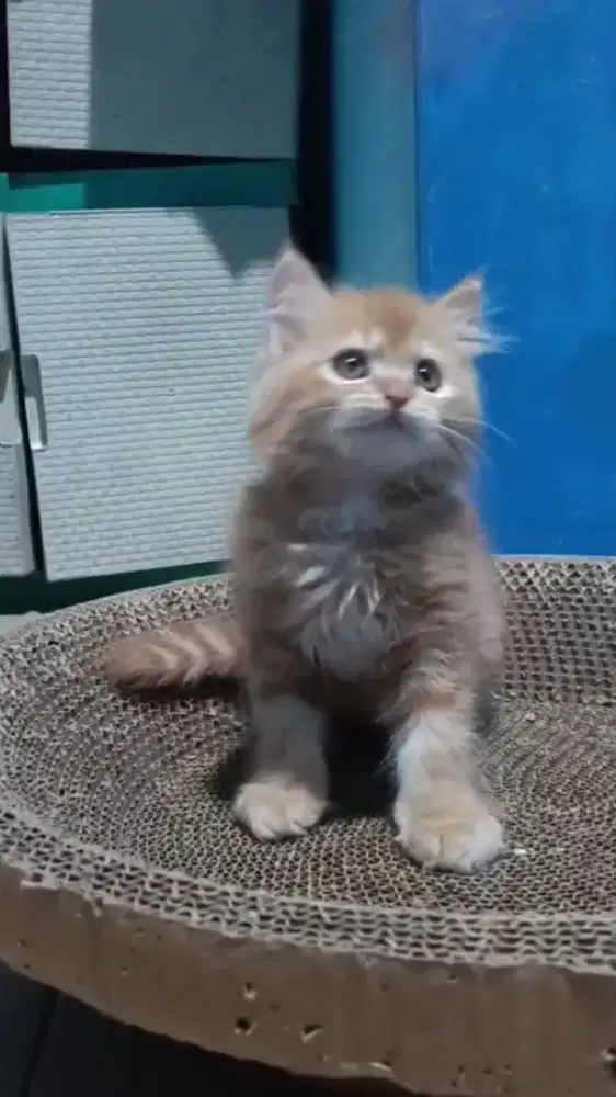 Ready betina oyen