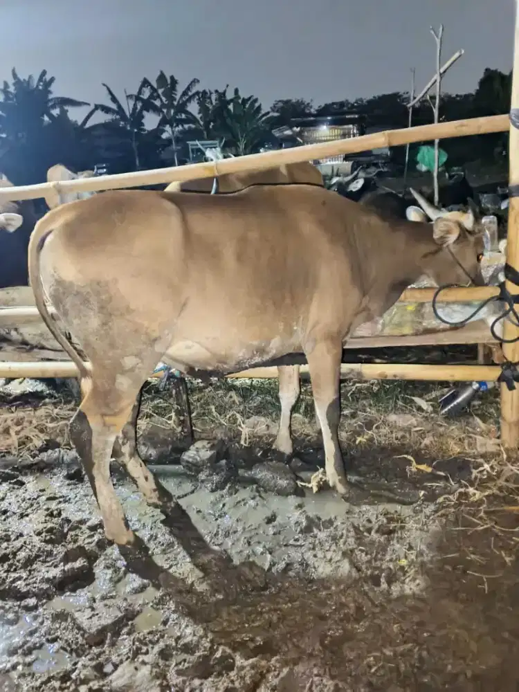 Sapi Bima Hewan Kurban