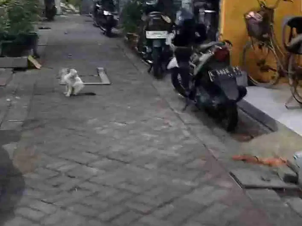 Dijual Rumah Siwalankerto Wonocolo Surabaya Dekat Kampus Petra Strategis