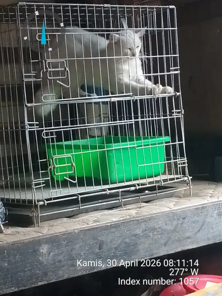 Kucing anggora putih