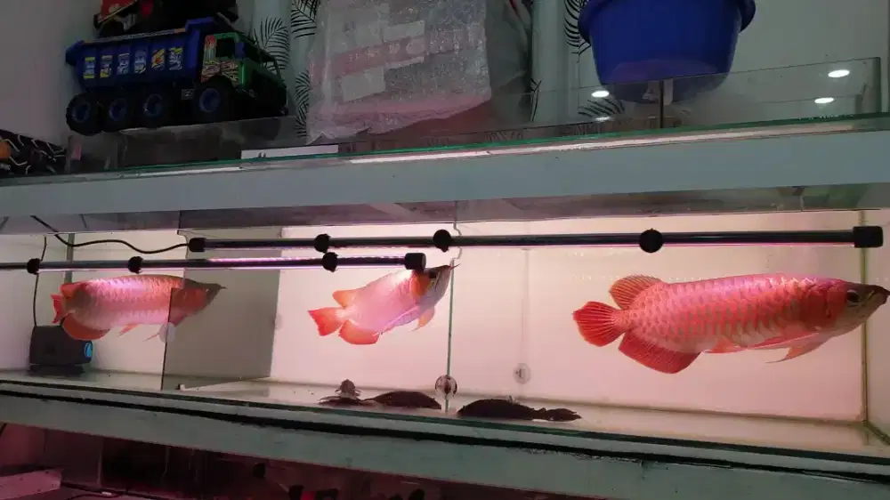 Arwana sr uk 45 cm