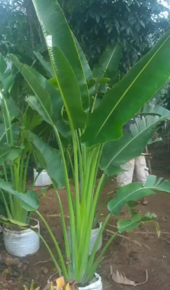 pohon pisang kipas