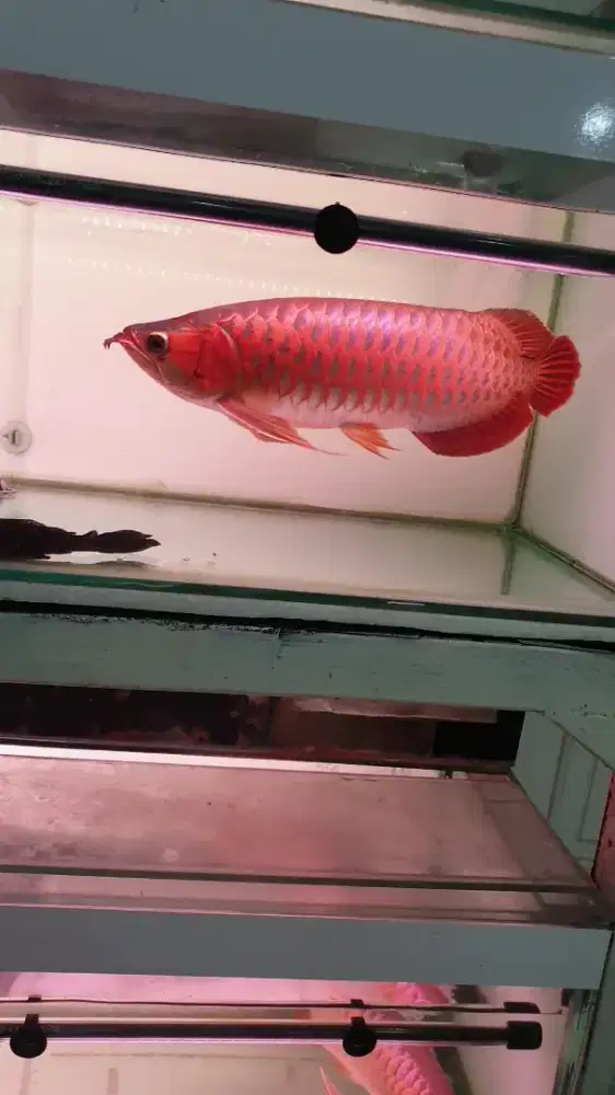 Arwana sr uk 47 cm