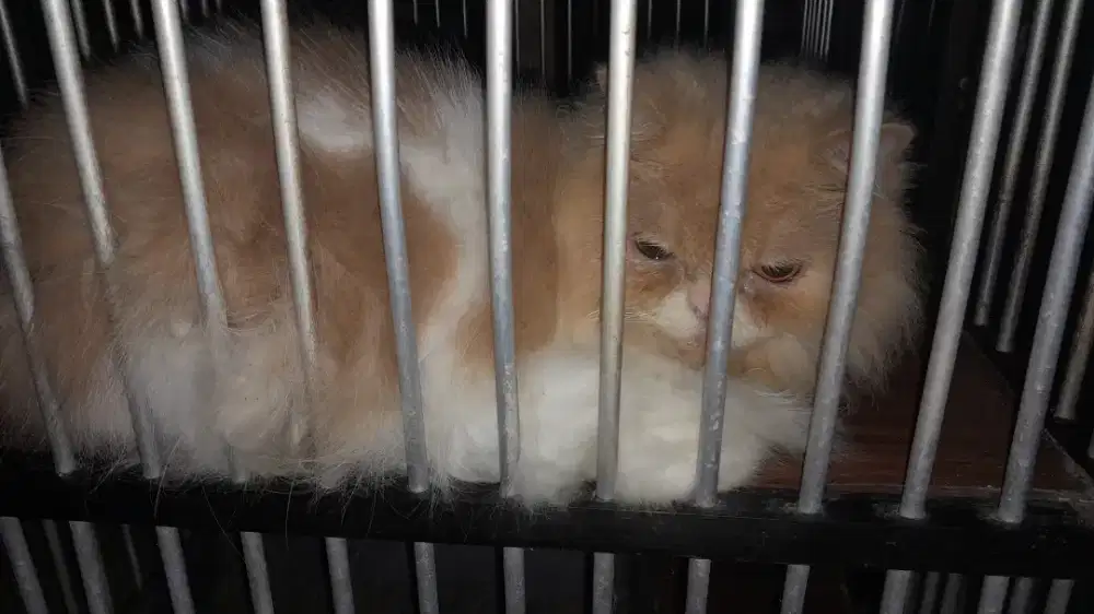Kucing Persia peaknose dan Persia Abu²