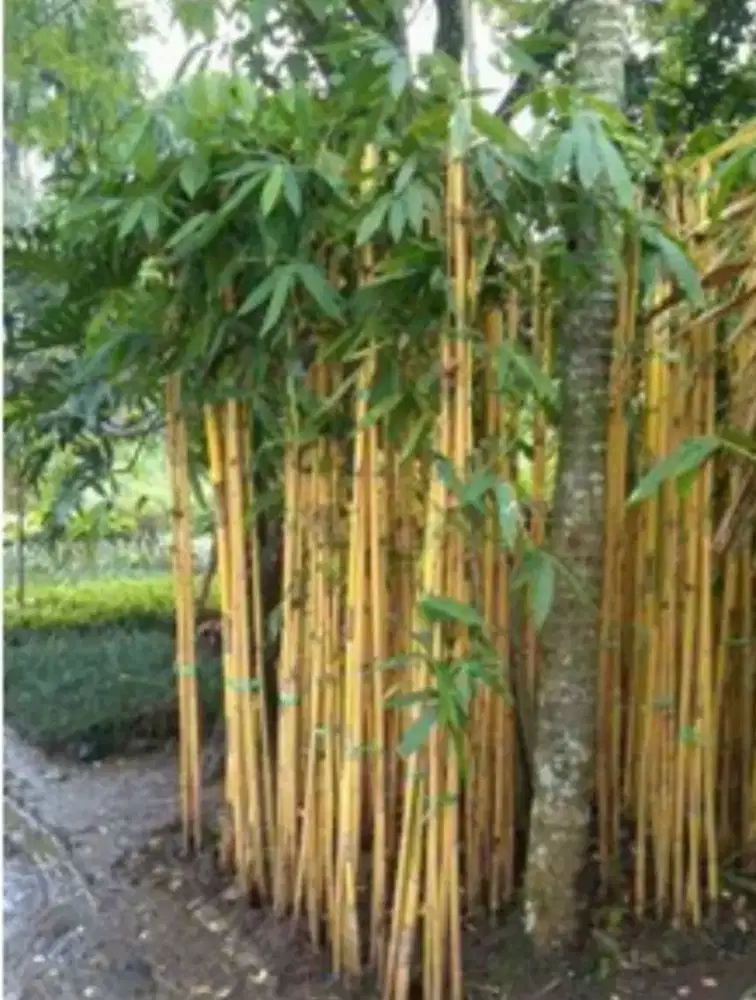 pohon bambu kuning panda