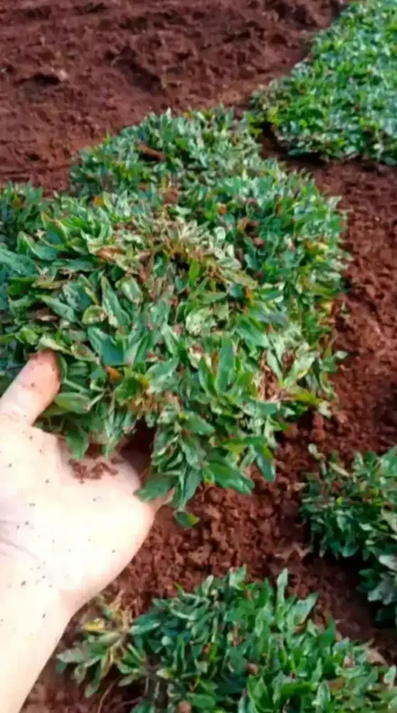 rumput gajah mini
