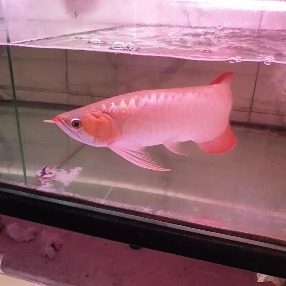 Arwana uk 37 cm mulus