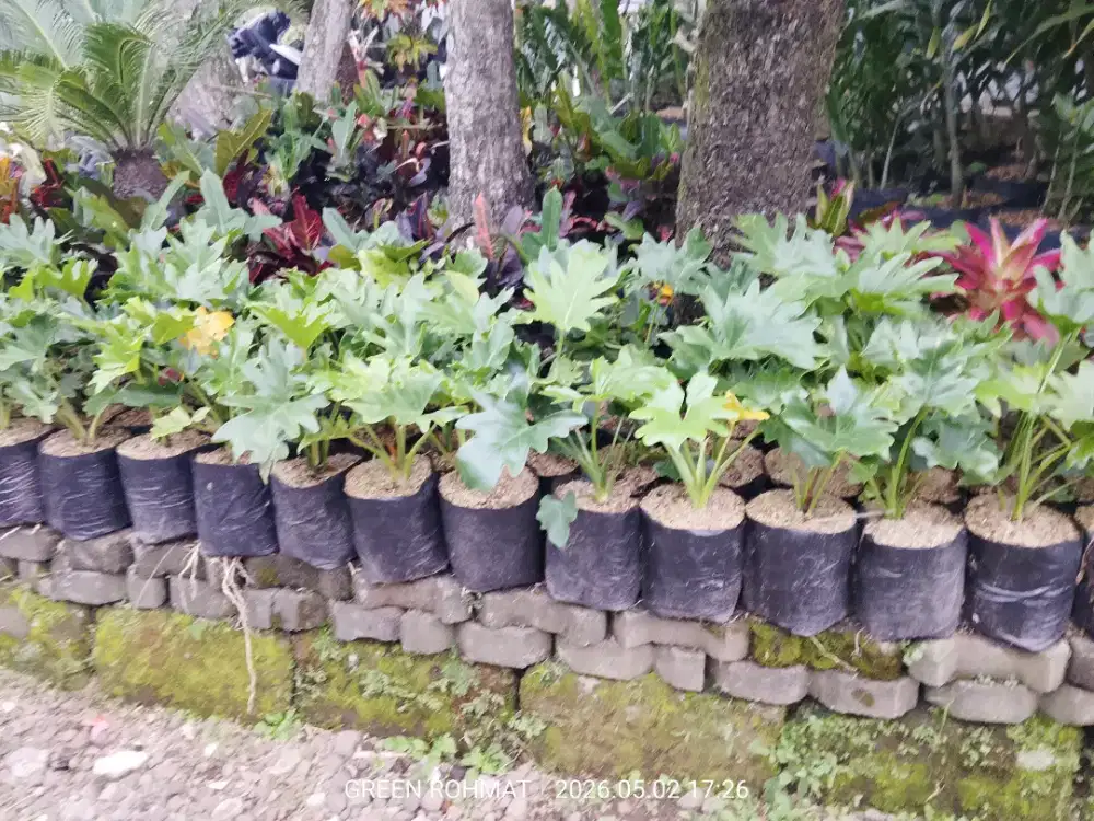 jual Tanaman Philo