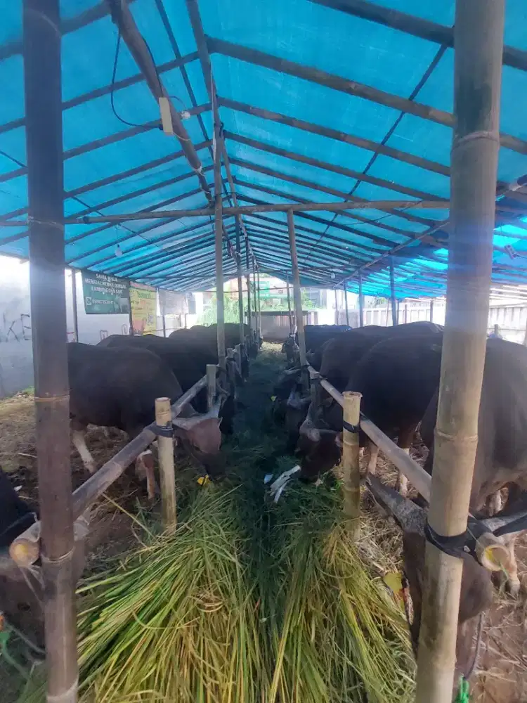 Sapi bali murah dari 16.000.000