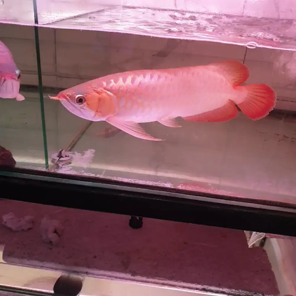 Arwana sr uk 37 cm