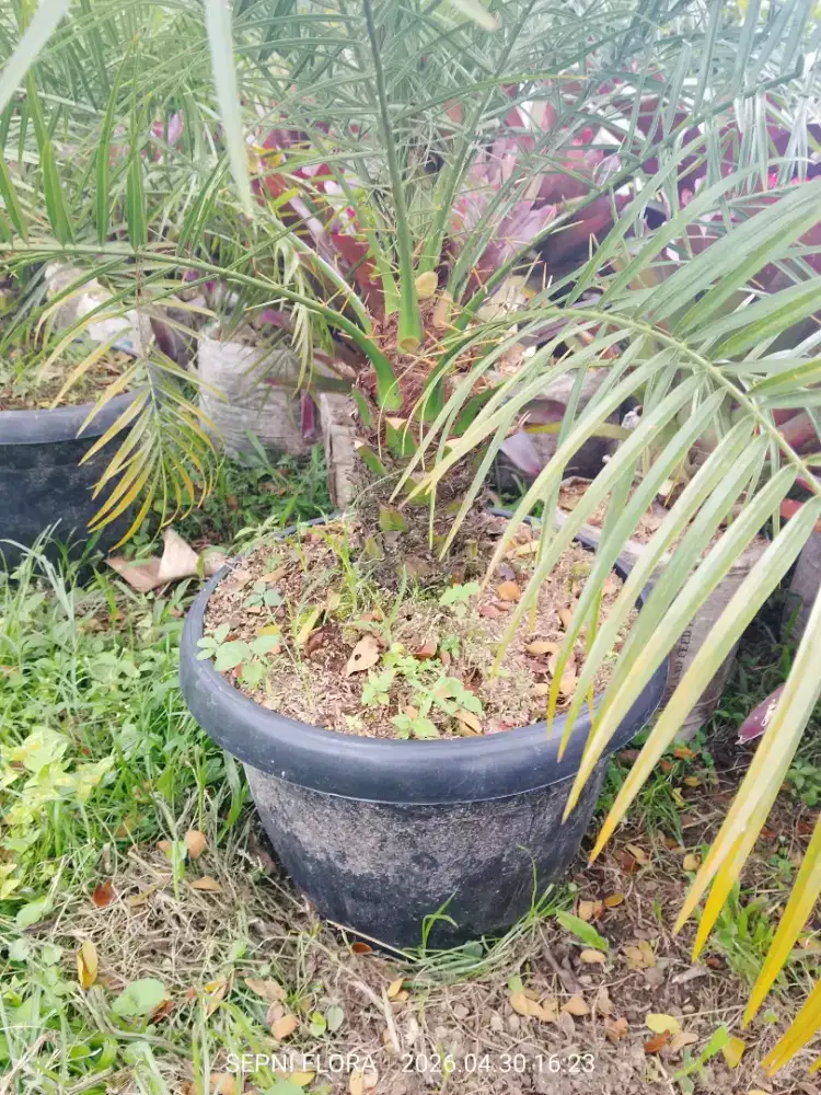 Jual Palem Phoenix