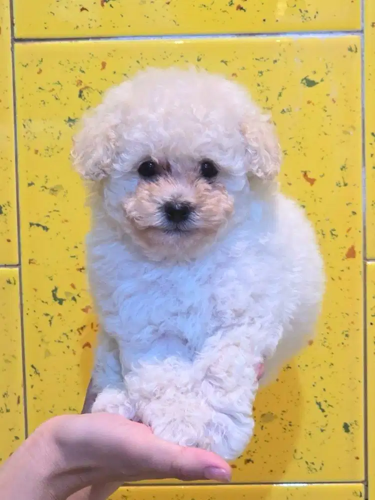 Toy Poodle Putih Jantan